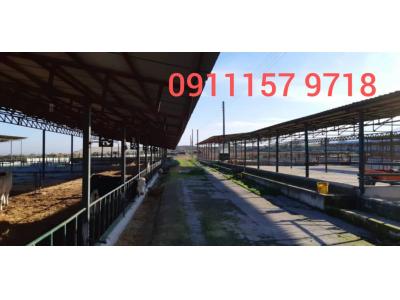 فروش دامداری در مازنداران 