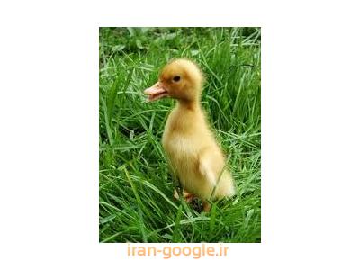 فروش جوجه اردک