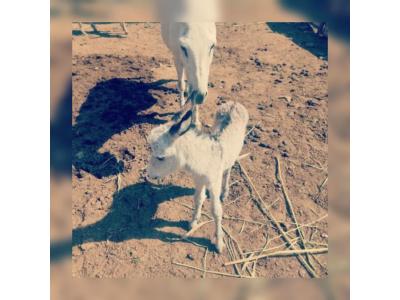 شیر الاغ/خر تازه وطبیعی