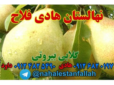 نهالستان هادی فلاح