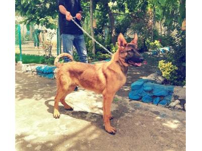 سگهای نگهبان- فروش سگ مالینویز وارداتی ، قیمت سگ بلژین مالینویز 