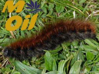 فروش روغن خراطین