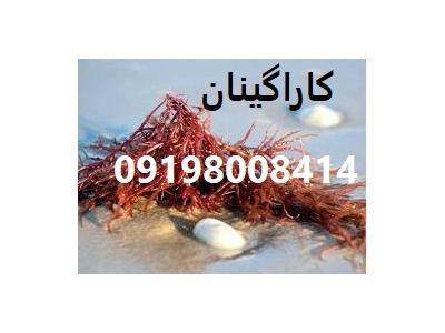 فروش کاپا کاراگینان