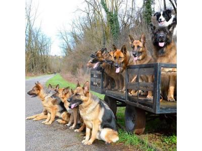 فروش سگ نگهبان-سگ ژرمن شپرد اصیل با خلق و خو فوق العاده برای فروش