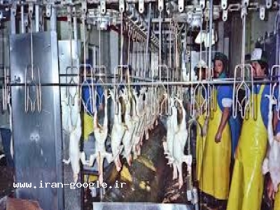 موقعیت ویژه کار با شرایط عالی در اربیل عراق-استخدام فوری در کشتارگاه صنعتی و مجتمع فراوری گوشت طیور