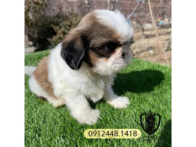 توله شیتزو سوپرفلت سایز جیبی