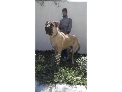  فروش سگ سرابی ، فروش توله سگ سرابی سگ درشت 