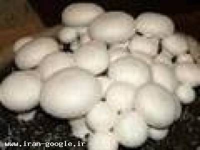 کمپوست قارچ دکممه ای بلوکه انالیز شده درجه یک09199762163