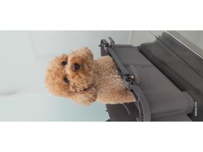 اصلاح و شستشو تخصصی حیوانات خانگی - نیاوران