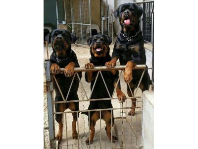 اصیل-سگ روتوایلر_سگ نگهبان اصیل و آموزش دیده برای فروش