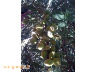 فروش ورمی کمپوست وکرم زباله خوار