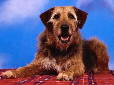 خدمات تخصصی دندان پزشکی  حیوانات خانگی