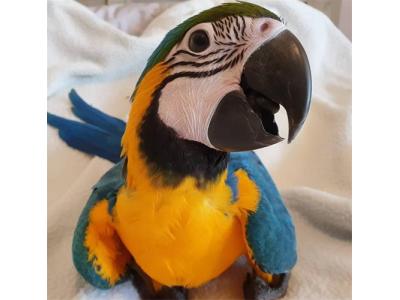  فروش طوطی آرا 