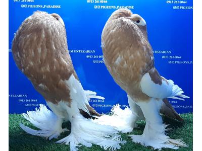 فروش کبوتر زینتی و قفس