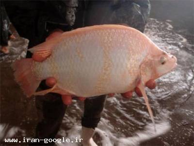  فروش انواع ماهی های تجاری حلال گوشت 