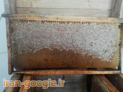 ارگانیک-عسل درمانی