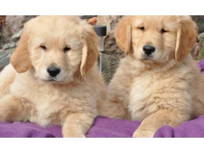 سگ گلدن رتریور،،توله گلدن رتریور با قیمت مناسب