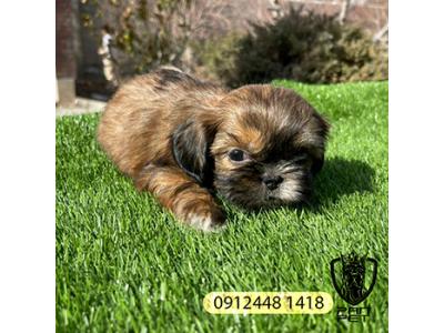 توله شیتزو سوپرفلت سایز جیبی