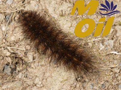 فروش روغن خراطین