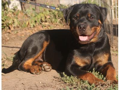 فروش سگ روتوایلر_فروش سگ روتوایلر پوزه دلقکی