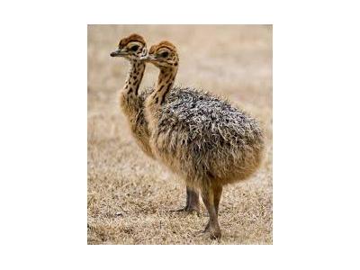 فروش جوجه شترمرغ در سنین مختلف