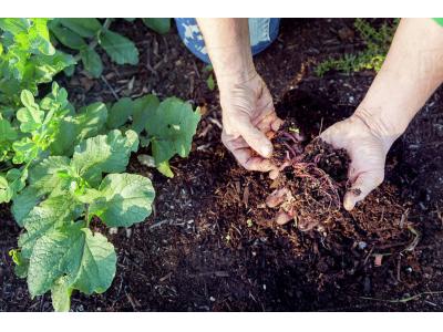 فروش ویژه کود ورمی کمپوست