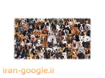 تخصصی ترین مرکز پرورش و فروش  سگ گارد شکاری 