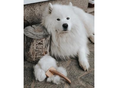 فروش توله های سگ سامویید