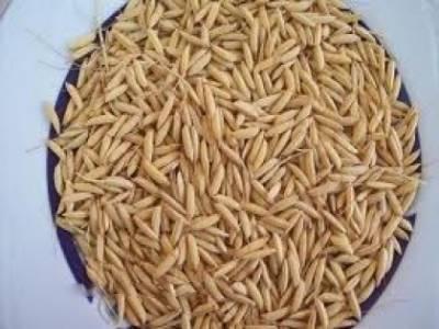 سبوس برنج شمال