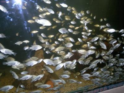 سایت تخصصی-فروش بچه ماهی تیلاپیا
