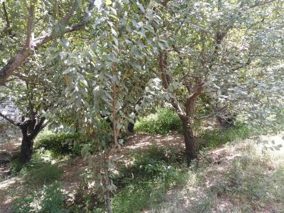 550 متر باغ ویلا با موقعیت عالی در شهریار