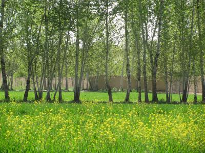 باغ ویلا با نگهبانی زیبادشت-باغ چهاردیواری 2050 متری با درختان قدیمی در شهریار