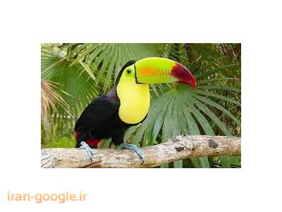 مرکز تخصصی  خرید و فروش پرندگان زینتی و سخنگو در چیذر 