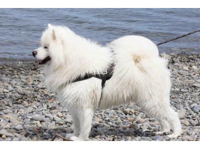 سگ چاوچاو(چوچو)اصیل