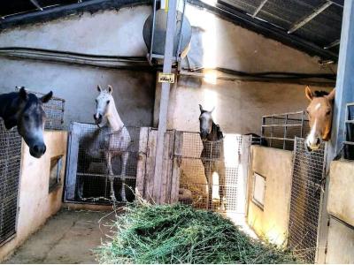 آموزش سوارکاری از پایه تا پیشرفته در شیراز 