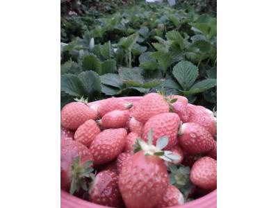 نشا توت فرنگی سابرینا