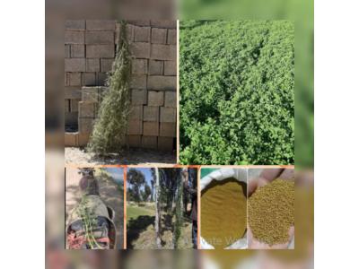 بذر یونجه با تناژ 7تن یونجه در هکتار