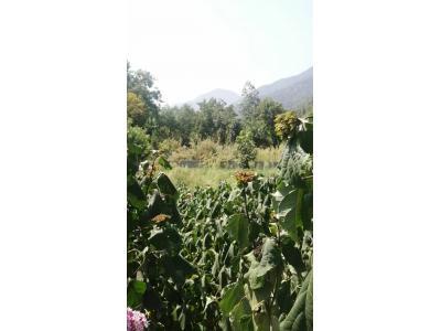 یک قطعه زمین با مجوز ساخت 