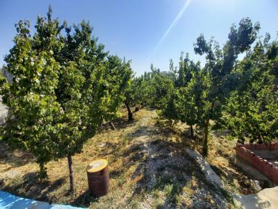 درختان میوه-1000 متر باغ با درختان میوه در بهترین موقعیت شهریار