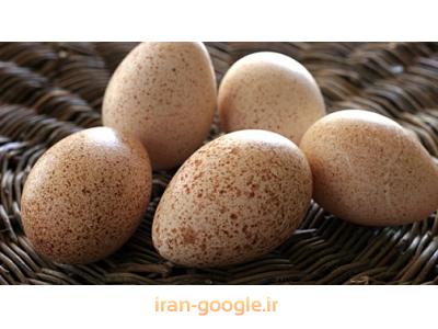 فروش تخم بوقلمون   