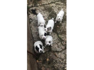 سگ نگهبان ومحافظ آلابای