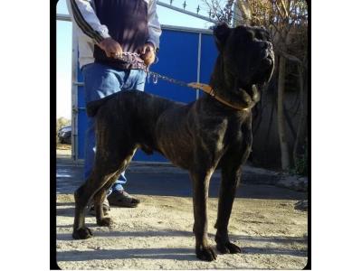 توله های سگ نگهبان نژاد کن کورسو با نسلی خالص وناب