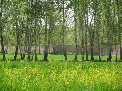 2050 متر باغ با درختان سر به فلک کشیده در شهریار