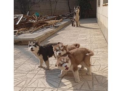 توله هاسکی مو بلند(مالاموت)