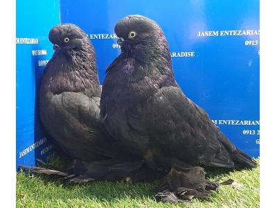 فروش کبوتر زینتی و قفس