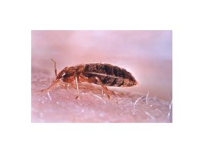 مورچه-م پاشی سارس در ارومیه
