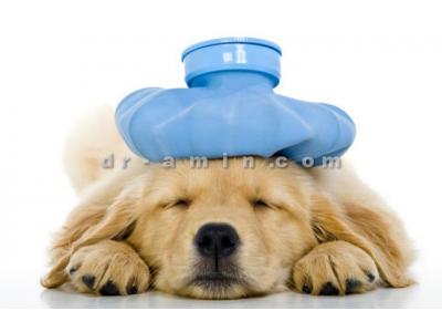 کلینیک دامپزشکی شمال تهران