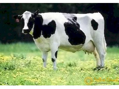 فروش تلیسه آبستن 7 ماهه