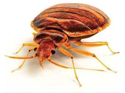 حشرات-شرکت آرمان توسعه پاک زیست