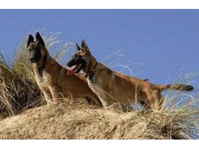 سگ نگهبان-ارائه بهترین توله های سگ مالینیوز اورجینال_سگ گارد